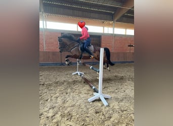 Welsh-D, Jument, 9 Ans, 146 cm, Bai