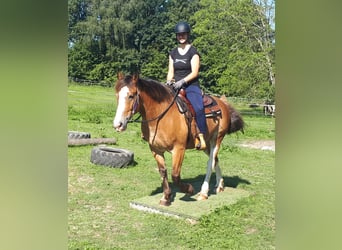 Welsh-D, Jument, 9 Ans, 152 cm, Bai