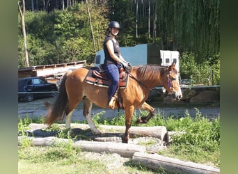 Welsh-D, Jument, 9 Ans, 152 cm, Bai