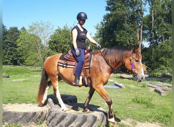 Welsh-D, Jument, 9 Ans, 152 cm, Bai