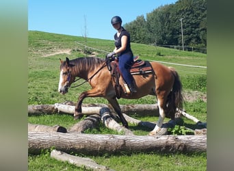 Welsh-D, Jument, 9 Ans, 152 cm, Bai