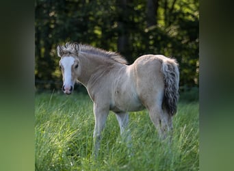 Welsh-D, Jument, Poulain (04/2026), 148 cm, Buckskin