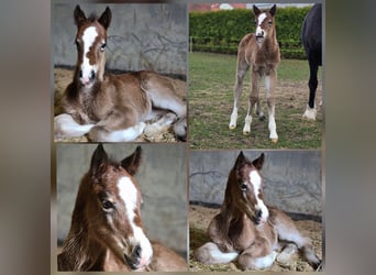 Welsh-D, Jument, Poulain (03/2026), Bai