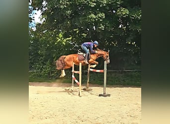 Welsh-D, Merrie, 10 Jaar, 147 cm, Donkere-vos