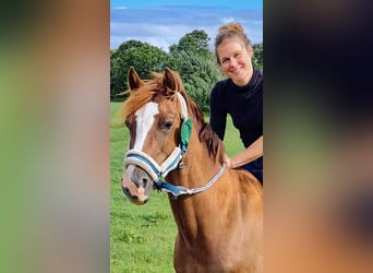 Welsh-D, Merrie, 10 Jaar, 147 cm, Donkere-vos