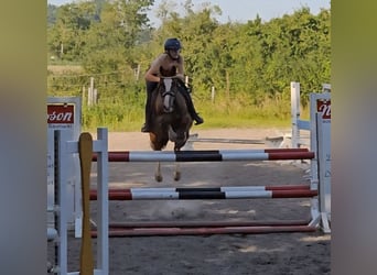 Welsh-D, Merrie, 10 Jaar, 147 cm, Donkere-vos