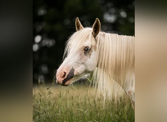 Welsh-D Mix, Merrie, 11 Jaar, 153 cm, Overo-alle-kleuren