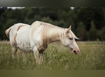 Welsh-D Mix, Merrie, 11 Jaar, 153 cm, Overo-alle-kleuren