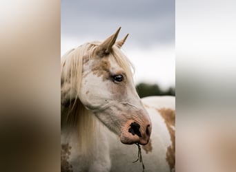 Welsh-D Mix, Merrie, 11 Jaar, 153 cm, Overo-alle-kleuren