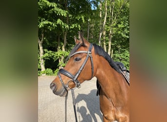 Welsh-D, Merrie, 12 Jaar, 143 cm, Bruin