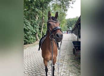Welsh-D, Merrie, 12 Jaar, 143 cm, Bruin