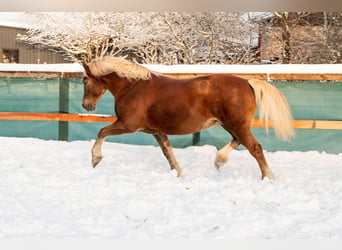 Welsh-D, Merrie, 12 Jaar, 147 cm