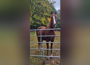 Welsh-D, Merrie, 12 Jaar, 150 cm, Vos