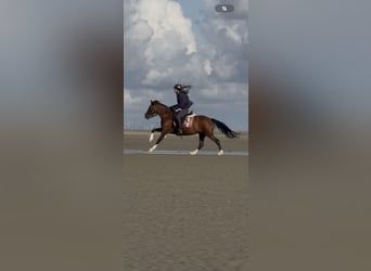 Welsh-D Mix, Merrie, 13 Jaar, 146 cm, Bruin