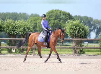 Welsh-D Mix, Merrie, 13 Jaar, 148 cm, Donkerbruin