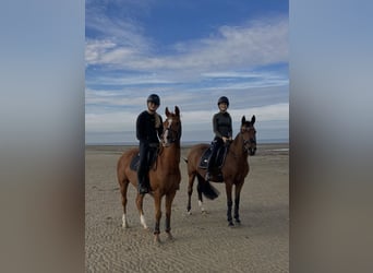 Welsh-D Mix, Merrie, 13 Jaar, 148 cm, Donkerbruin