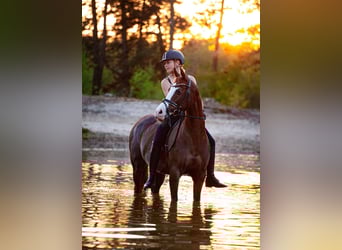 Welsh-D, Merrie, 13 Jaar, 148 cm, Vos