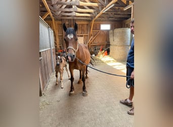 Welsh-D, Merrie, 13 Jaar, 155 cm, Bruin