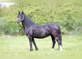Welsh-D, Merrie, 13 Jaar, 156 cm, Zwart