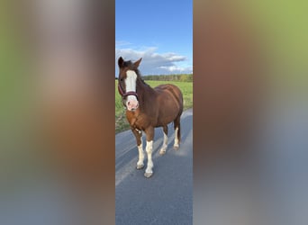 Welsh-D, Merrie, 14 Jaar, 140 cm, Vos