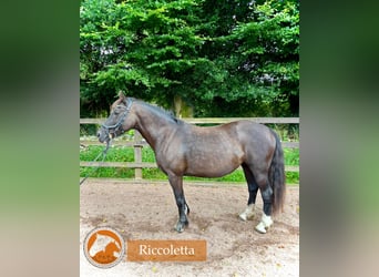 Welsh-D, Merrie, 14 Jaar, 142 cm, Zwart