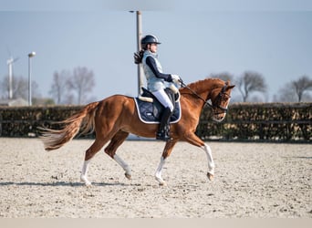 Welsh-D, Merrie, 14 Jaar, 144 cm, Vos