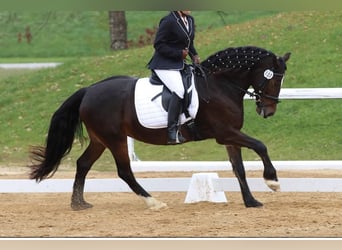 Welsh-D, Merrie, 14 Jaar, 151 cm, Donkerbruin