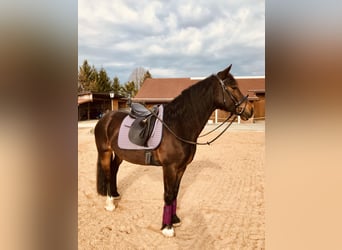 Welsh-D, Merrie, 14 Jaar, 151 cm, Donkerbruin