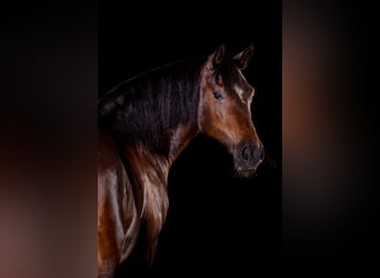 Welsh-D, Merrie, 14 Jaar, 151 cm, Donkerbruin