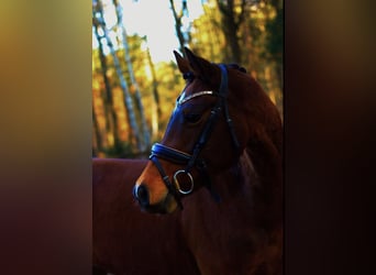 Welsh-D, Merrie, 14 Jaar, 152 cm, Donkerbruin