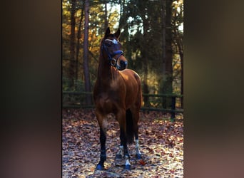 Welsh-D, Merrie, 14 Jaar, 152 cm, Donkerbruin