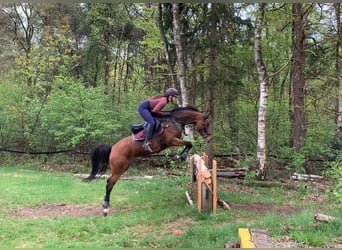 Welsh-D, Merrie, 14 Jaar, 152 cm, Donkerbruin