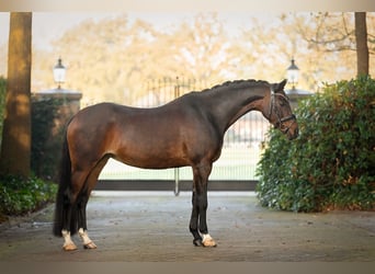 Welsh-D, Merrie, 15 Jaar, 146 cm, Bruin