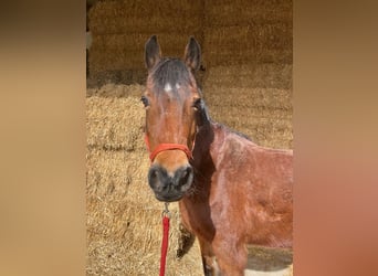 Welsh-D, Merrie, 16 Jaar, 152 cm, Bruin