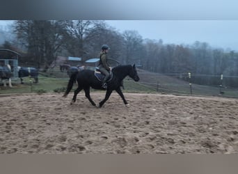 Welsh-D, Merrie, 16 Jaar, 152 cm, Zwart