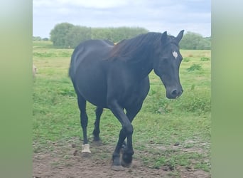 Welsh-D, Merrie, 18 Jaar, 149 cm, Zwart