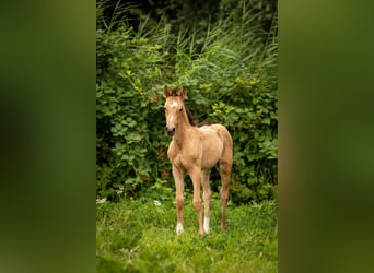 Welsh-D, Merrie, 1 Jaar, 110 cm