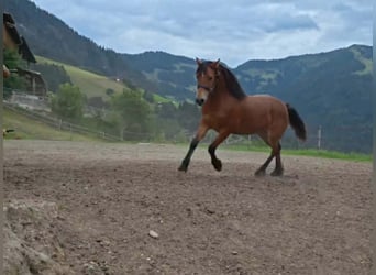 Welsh-D, Merrie, 1 Jaar, 151 cm, Donkerbruin