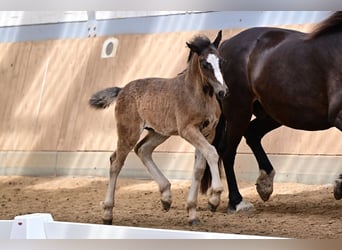 Welsh-D, Merrie, 1 Jaar