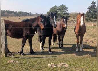 Welsh-D, Merrie, 2 Jaar, Zwart