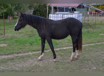 Welsh-D, Merrie, 2 Jaar, Zwart