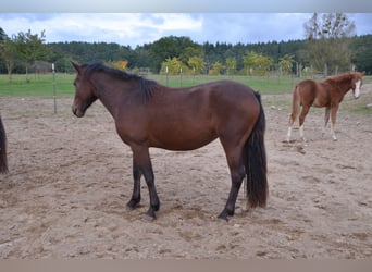 Welsh-D, Merrie, 4 Jaar, 141 cm, Bruin