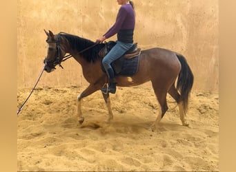 Welsh-D, Merrie, 4 Jaar, 142 cm