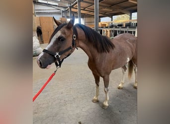 Welsh-D, Merrie, 4 Jaar, 142 cm