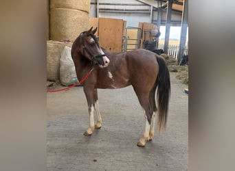 Welsh-D, Merrie, 4 Jaar, 142 cm