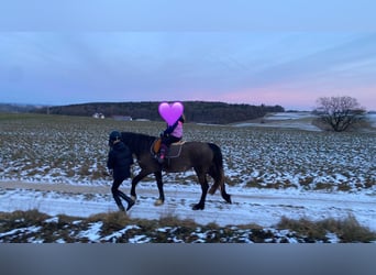Welsh-D, Merrie, 4 Jaar, 146 cm, Buckskin