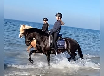 Welsh-D, Merrie, 4 Jaar, 155 cm, Zwart