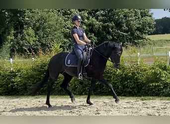 Welsh-D, Merrie, 4 Jaar, 155 cm, Zwart