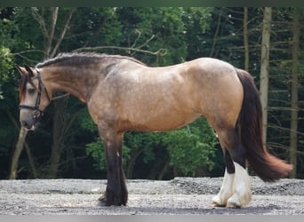 Welsh-D Mix, Merrie, 4 Jaar, 160 cm, Falbe