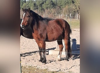 Welsh-D, Merrie, 4 Jaar, Bruin
